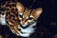 /album/galeria-de-fotos/gatomaracuja-jpg/