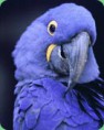 /album/galeria-de-fotos/ararauna-jpg/