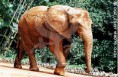 /album/galeria-de-fotos/elefante-africano-jpg/
