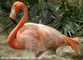 /album/galeria-de-fotos/img-flamingo-ruber-jpg/