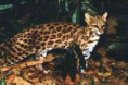 /album/galeria-de-fotos/gatodomato-jpg/